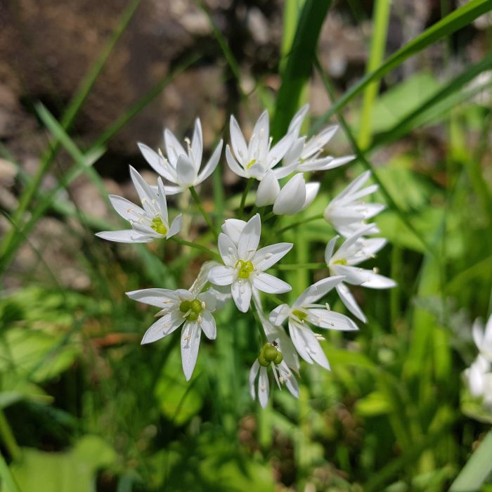 Bärlauchblüte