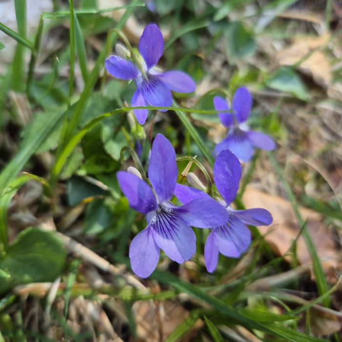Veilchen