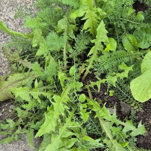 Wildkräuter im Gartenbeet
